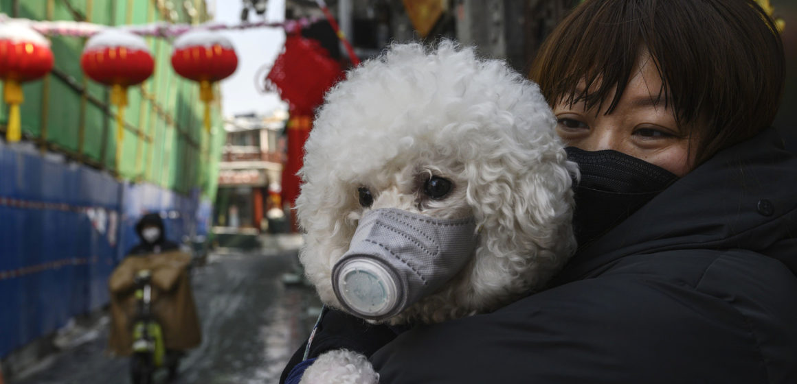 Cane infetto da coronavirus Ad Hong Kong, il cane di un paziente infetto da coronavirus è stato troavto positivo al Coronavirus. Gli animali da compagnia sono infettivi?