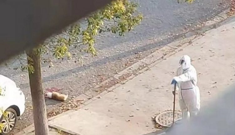 Cane ucciso a shaghai