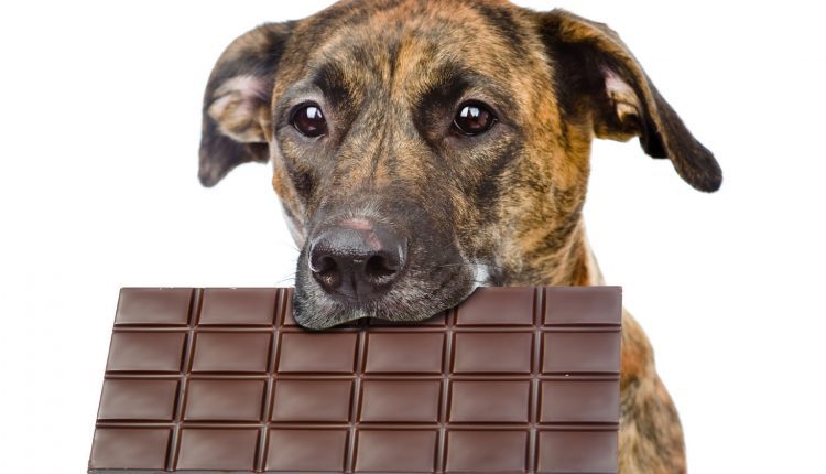 Il cioccolato è tossico per il cane?