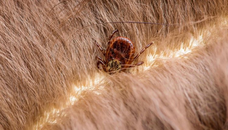 Come rimuovere correttamente una zecca dal cane
