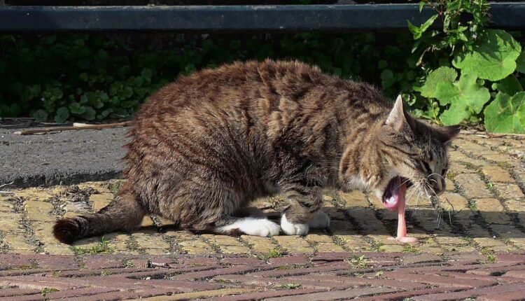 Gatto che vomita, le principali cause di vomito